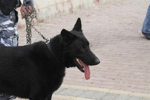 A two-year old Belgian Shepherd on a chain leash is surrounded by residents and policemen in Sidon, south of Beirut, on Thursday, April 19, 2012. (The Daily Star/Mohammed Zaatari)